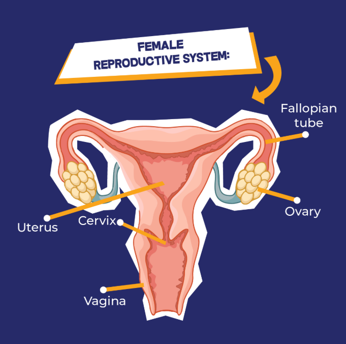 Female Reproductive System